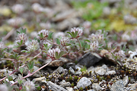Trifolium saxatile Trifolium saxatile